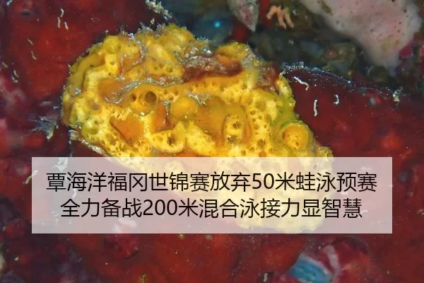 tan-hai-yang-fu-gang-shi-jin-sai-fang-qi-mi-wa-yong-yu-sai-quan-li-bei-zhan-mi-hun-he-yong-jie-li-xian-zhi-hui-2-102.jpg